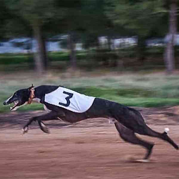Argamasilla de Calatrava acogerá el próximo domingo el I Campeonato de Galgos en Recta de Castilla-La Mancha