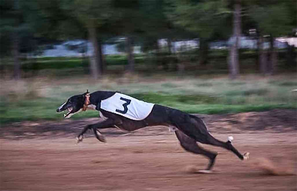 Argamasilla de Calatrava acogerá el próximo domingo el I Campeonato de Galgos en Recta de Castilla-La Mancha 1 Galgo en plena competicion - Argamasilla de Calatrava acogerá el próximo domingo el I Campeonato de Galgos en Recta de Castilla-La Mancha