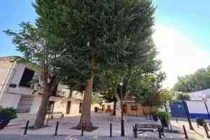 La endoterapia vegetal aplicada el pasado año a varios olmos ha evitado que este verano se vean afectados por la galeruca