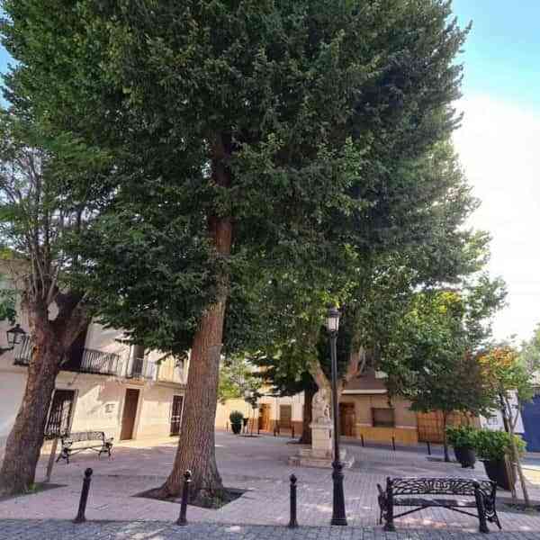 La endoterapia vegetal aplicada el pasado año a varios olmos ha evitado que este verano se vean afectados por la galeruca