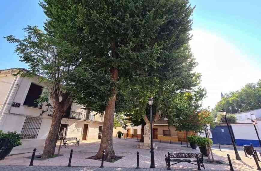 La endoterapia vegetal aplicada el pasado año a varios olmos ha evitado que este verano se vean afectados por la galeruca