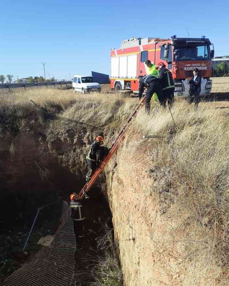 La Policía Local y los bomberos rescatan a un perro atrapado en un pozo de drenaje de la A43