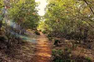 Actividades de educación ambiental organizadas por C-LM en las 5 provincias con motivo del Día Internacional de los Bosques.