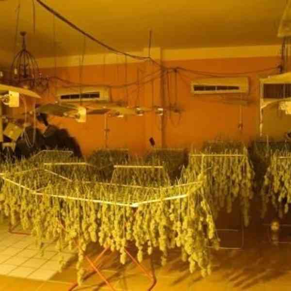 Desarticulan cultivo ilegal de marihuana en Ciudad Real: 12 detenidos y 915 plantas incautadas en cuatro plantaciones