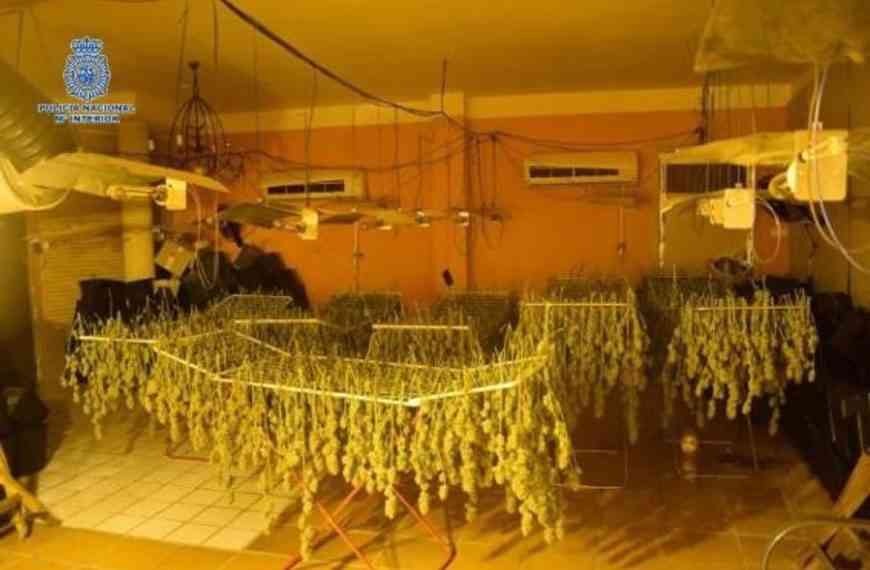 Desarticulan cultivo ilegal de marihuana en Ciudad Real: 12 detenidos y 915 plantas incautadas en cuatro plantaciones