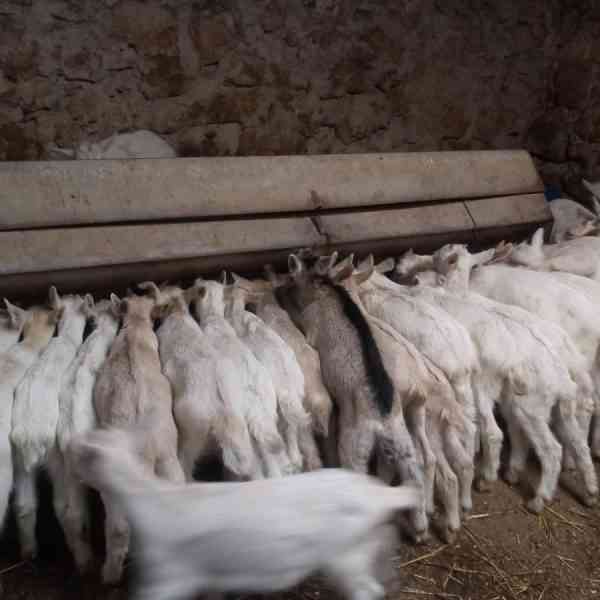Mataderos de Ciudad Real, Toledo y Cuenca autorizados para sacrificio de animales tras medidas por Viruela Ovina