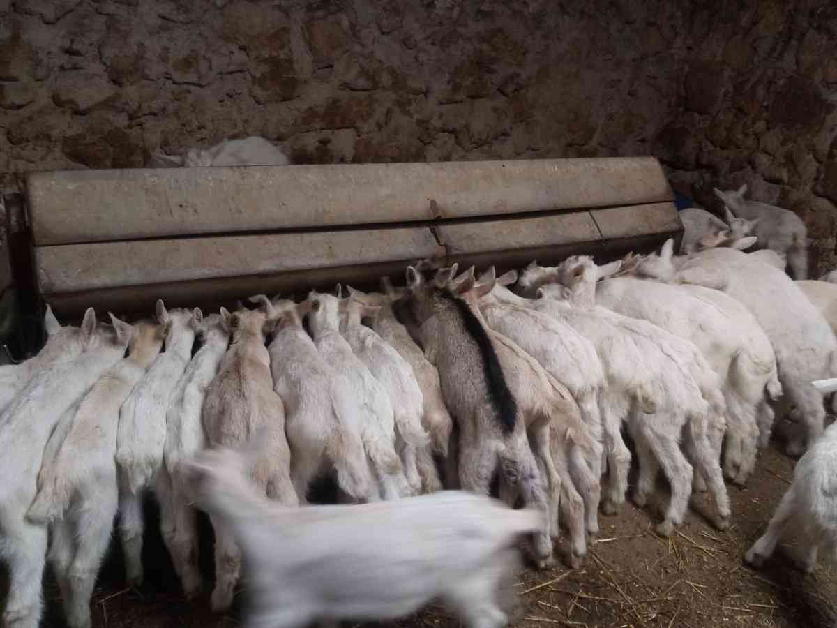 Mataderos de Ciudad Real Toledo y Cuenca autorizados para sacrificio - Mataderos de Ciudad Real, Toledo y Cuenca autorizados para sacrificio de animales tras medidas por Viruela Ovina