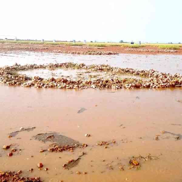 Tormentas en Cuenca causan pérdidas de ajo de hasta el 90% según Asaja
