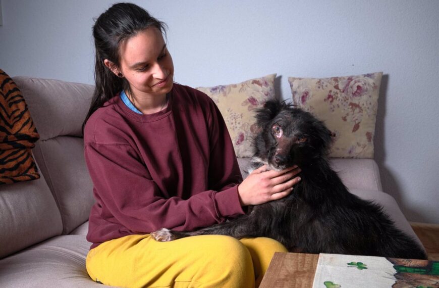 La dramática situación de Manila evidencia la necesidad de reforzar la Ley de Bienestar Animal