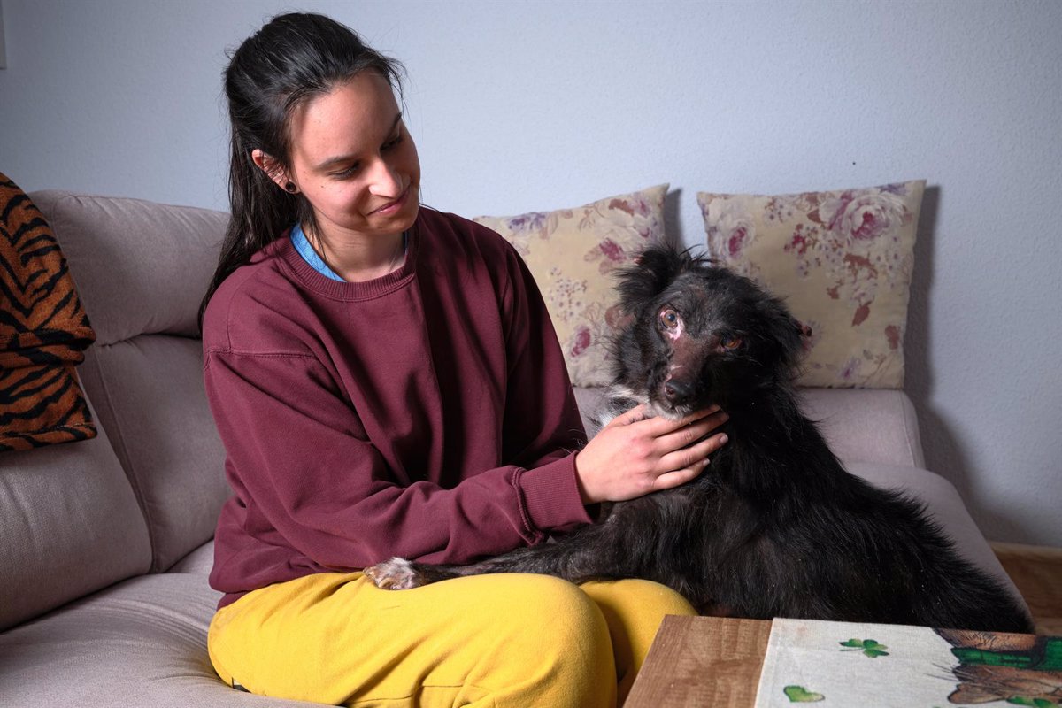 La dramática situación de Manila evidencia la necesidad de reforzar la Ley de Bienestar Animal 1 La dramatica situacion de Manila evidencia la necesidad de reforzar - La dramática situación de Manila evidencia la necesidad de reforzar la Ley de Bienestar Animal