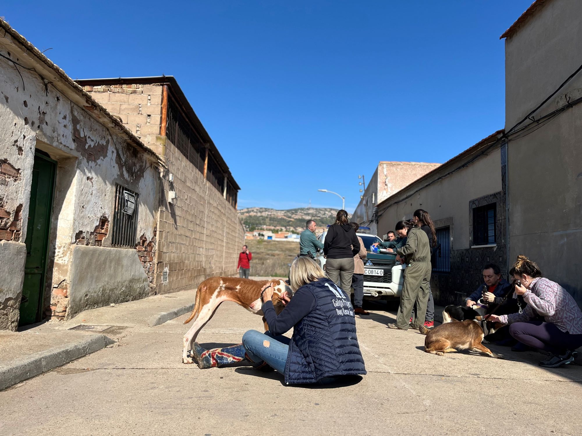 Rescate de 52 perros maltratados en Puertollano revela la cruda realidad del maltrato animal