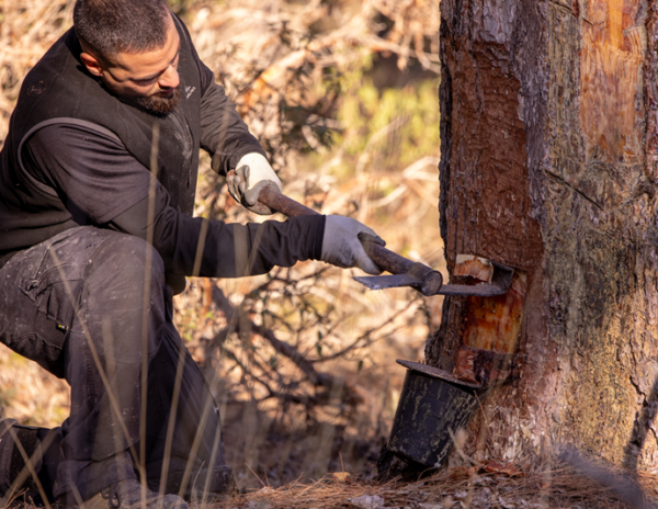 COPADE concluye el proyecto Del Bosque a tu Casa con resultados visibles en nueve territorios rurales